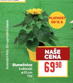 Slunečnice květináč