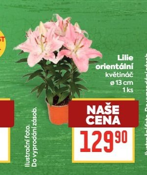 Lilie orientální květináč
