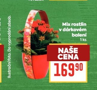 Mix rostlin v dárkovém balení