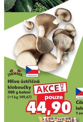 Hlíva ústřičná kloboučky