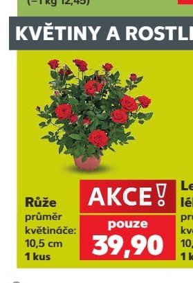 Růže