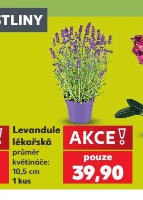 Levandule lékařská