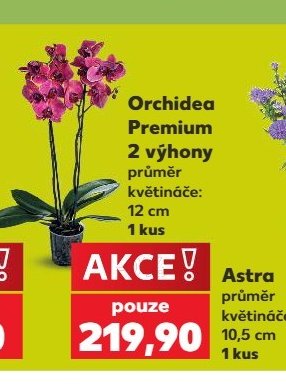 Orchidea Premium