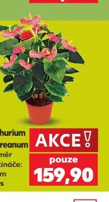 Anthurium andreanum