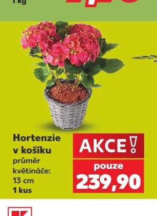 Hortenzie v košíku