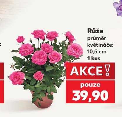 Růže