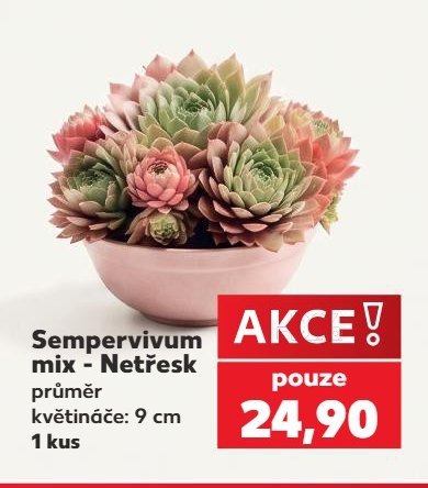 Sempervivum mix - Netřesk