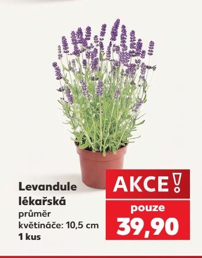 Levandule lékařská