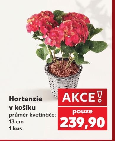 Hortenzie v košíku