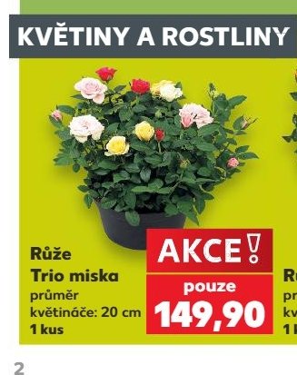 Růže Trio miska