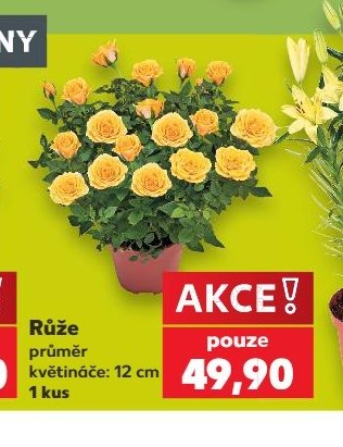 Růže