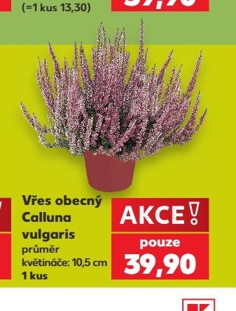 Vřes obecný Calluna vulgaris