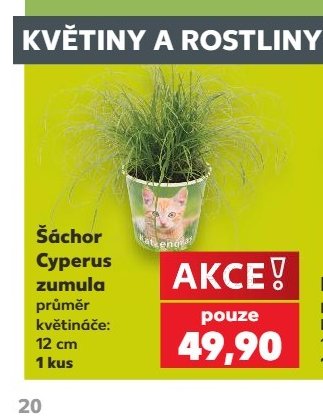 Šáchor Cyperus zumula