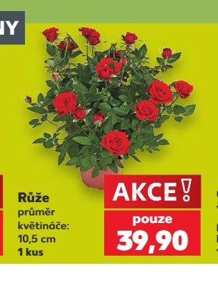 Růže