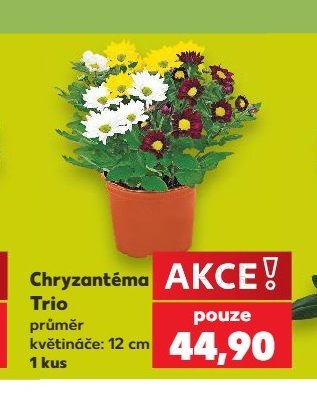Chryzantéma Trio