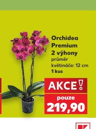 Orchidea Premium