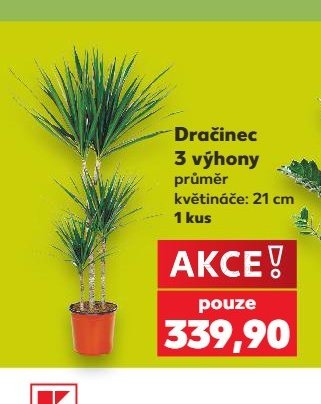 Dračinec