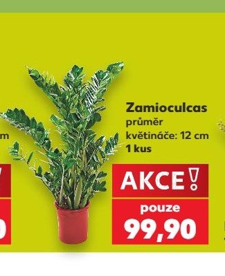 Zamioculcas