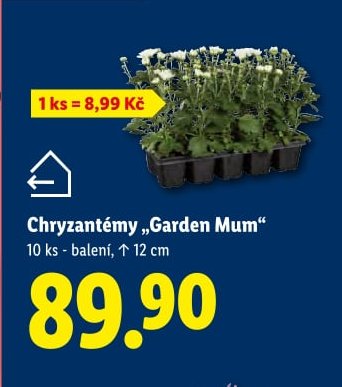 Chryzantémy „Garden Mum“ - Lidl aktualniletaky.eu