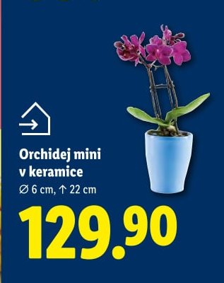 Orchidej mini v keramice - Lidl aktualniletaky.eu