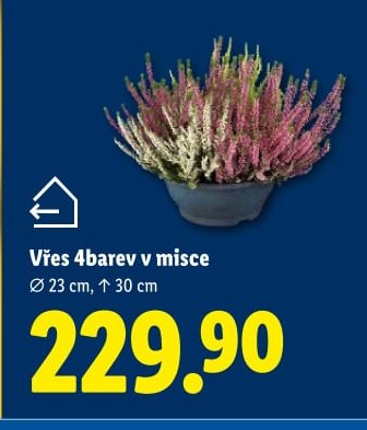 Vřes 4barev v misce - Lidl aktualniletaky.eu