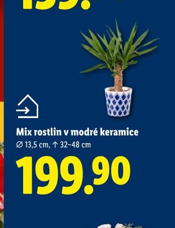 Mix rostlin v modré keramice - Lidl aktualniletaky.eu