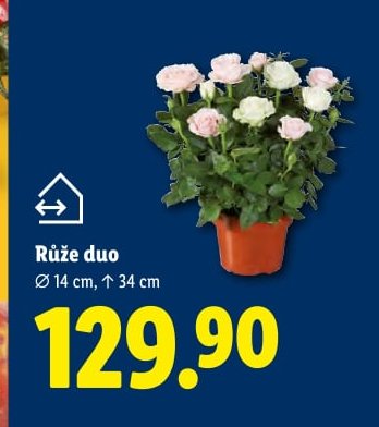 Růže duo - Lidl aktualniletaky.eu