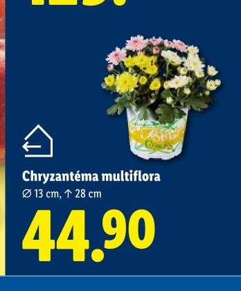 Chryzantéma multiflora - Lidl aktualniletaky.eu