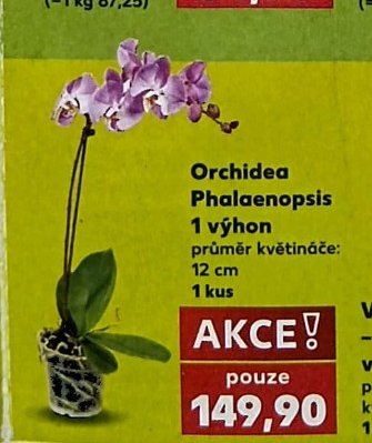 Orchidea Phalaenopsis - Kaufland aktualniletaky.eu