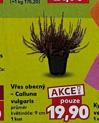 Vřes obecný - Kaufland aktualniletaky.eu