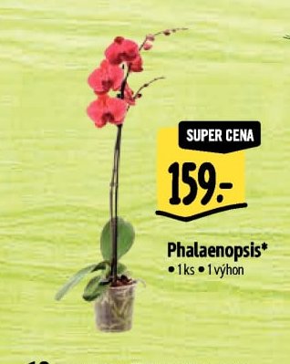 Phalaenopsis*