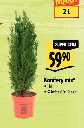Konifery mix*