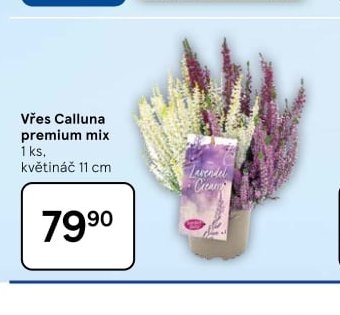 Vřes Calluna premium mix - Tesco aktualniletaky.eu