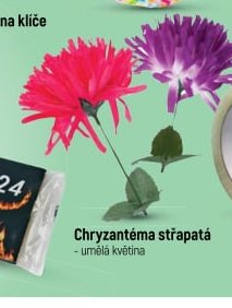 Chryzantéma střapatá - Globus aktualniletaky.eu