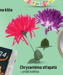 Chryzantéma střapatá - Globus aktualniletaky.eu