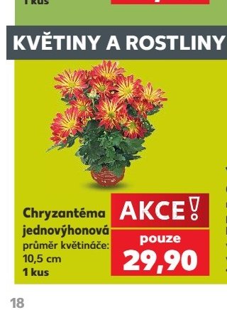 Chryzantéma jednovýhonová - Kaufland aktualniletaky.eu