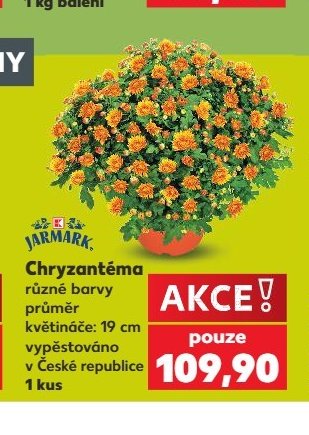 Chryzantéma různé barvy - Kaufland aktualniletaky.eu