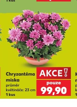 Chryzantéma miska - Kaufland aktualniletaky.eu