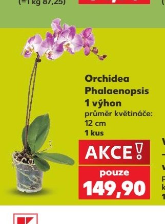 Orchidea Phalaenopsis - Kaufland aktualniletaky.eu