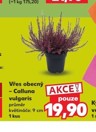 Vřes obecný - Kaufland aktualniletaky.eu