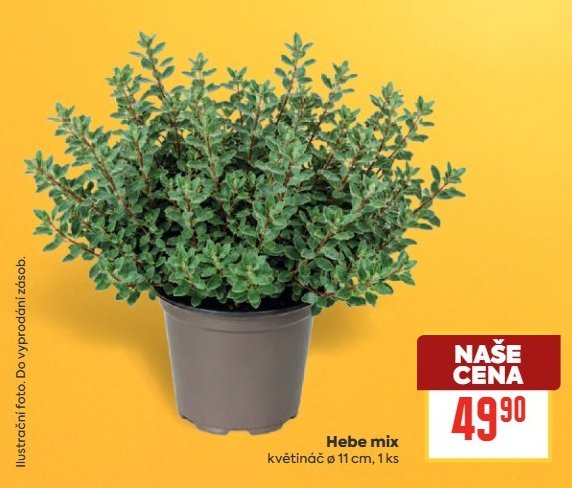 Hebe mix