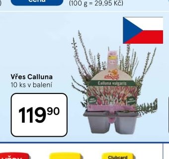 Vřes Calluna