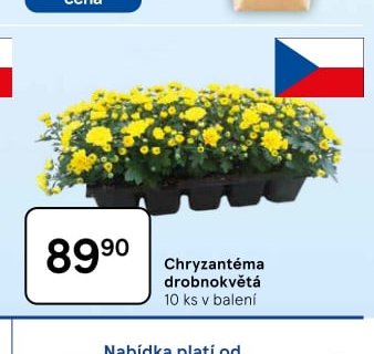 Chryzantéma drobnokvětá