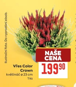 Vřes Color Crown