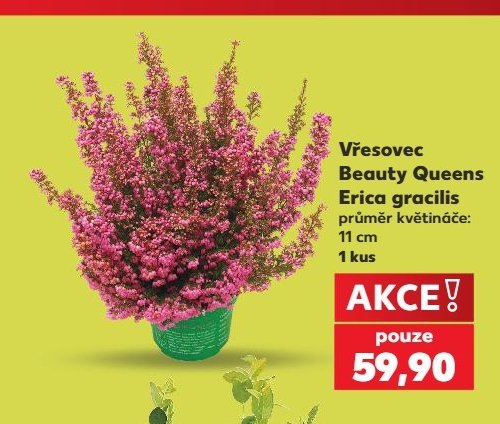 Vřesovec Beauty Queens