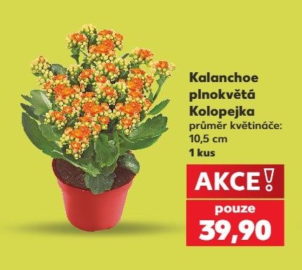 Kalanchoe plnokvětá
