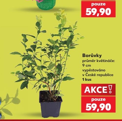 Borůvky