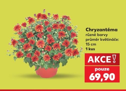 Chryzantéma