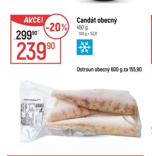 Candát obecný