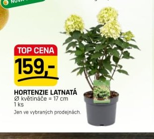 Hortenzie latnatá